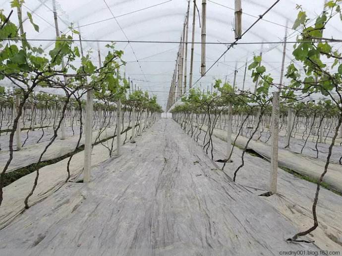 園藝地布對雜草數量、種類的影響